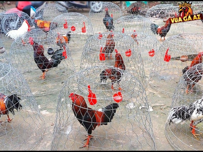 Trại gà đá Thổ Hà - Bắc Giang nhiều anh em săn lùng Trại gà đá Thổ Hà - Bắc Giang nhiều anh em săn lùng