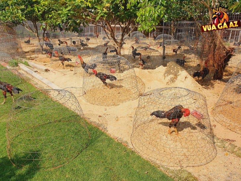 Trại gà Đại Nam nổi tiếng nhất khu vực miền Nam Trại gà Đại Nam nổi tiếng nhất khu vực miền Nam