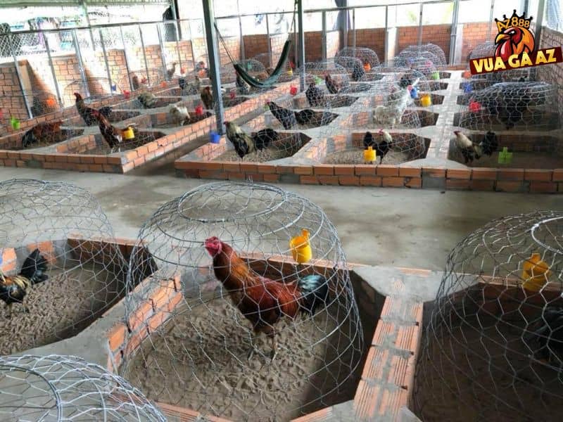 Trại gà Kim Kê có hàng trăm chiến kê chất lượng Trại gà Kim Kê có hàng trăm chiến kê chất lượng