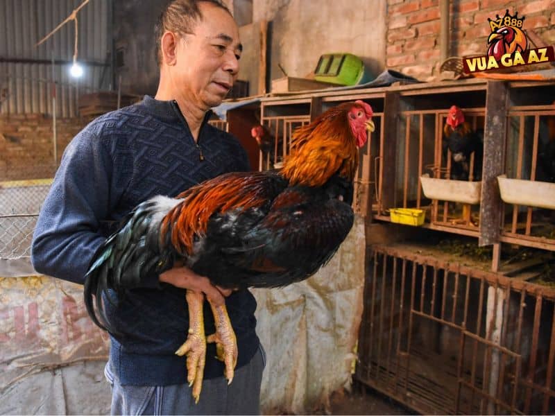 Trại gà Vạn Giã hàng đầu hiện nay Trại gà Vạn Giã hàng đầu hiện nay