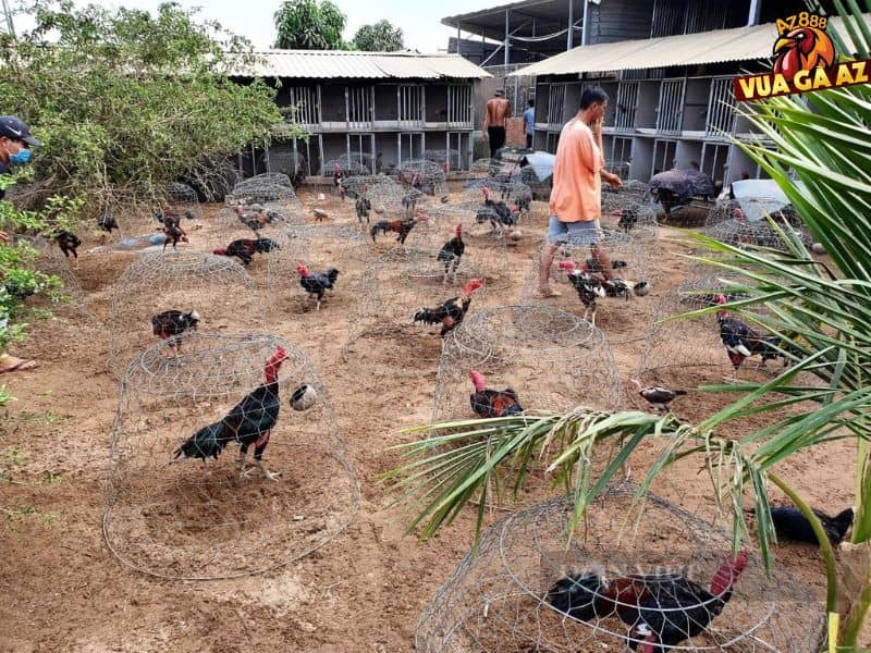 Trại gà Nhị Mỹ - Cao Lãnh có nhiều chiến kê nổi tiếng Trại gà Nhị Mỹ - Cao Lãnh có nhiều chiến kê nổi tiếng