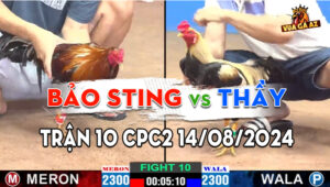 Trận 10 CPC2 14/08/2024 - Ông Thầy Quyết Phục Thù Anh Bảo Sting
