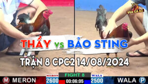 Trận 8 CPC2 14/08/2024 - Bảo Sting Hạ Tiếp Ông Thầy, Chuỗi Thắng 4