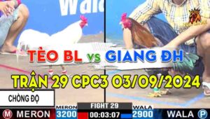 Trận 29 CPC3 03/09/2024 - Gà Anh Tèo Bảo Lộc Chồng Độ Hạ Anh Giang ĐH