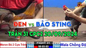 Trận 31 CPC2 20/09/2024 - Gà Anh Bảo Sting Đá Quá Khủng Khiếp
