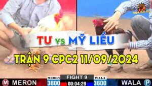 Trận 9 CPC2 11/09/2024 - Gà Anh Tư Đá 3 Chân Hạ Anh Mỹ Liều