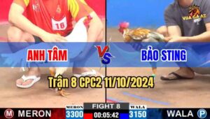 Trận 8 CPC2 11/10/2024 giữa anh Tâm và anh Bảo Sting