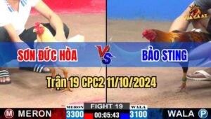 Trận 19 CPC2 11/10/2024 - Gà Bảo Sting Bị Đá Bay Khỏi Bồ Sau 3 chân