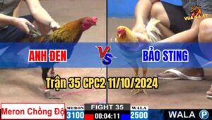 Trận 35 CPC2 11/10/2024 - Bướm Hiệu Bảo Sting Chấp 600g Ăn Đứt Đối Thủ