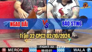 Trận 32 CPC2 02/10/2024 - Chuối Trọc Cổ Bảo Sting Bị Đâm Gục Tại Chỗ