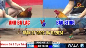 Trận 27 CPC2 15/11/2024 - Gà Bảo Sting Nhẹ Hơn 8 Chấm Hạ Đẹp Đối Thủ
