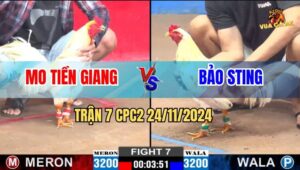 Trận 7 CPC2 24/11/2024 - Anh Mo Và Anh Bảo Sting Bất Phân Thắng Bại