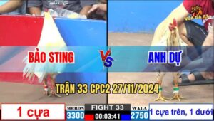 Trận 33 CPC2 27/11/2024 - Gà Anh Bảo Sting Đá 1 Cựa Phục Thù Anh Dự