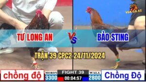 Trận 39 CPC2 24/11/2024 - Đẳng Cấp Bảo Sting Nhẹ Hơn 5 Chấm Đá Tiền Tỷ