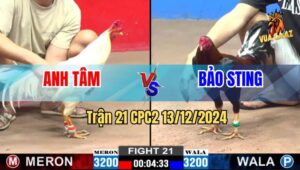 Trận 21 CPC2 13/12/2024 - Bảo Sting Nài Gà Đẳng Cấp, Phản Kèo Ăn 1