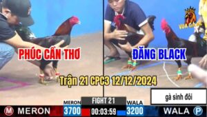 Trận 21 CPC3 12/12/2024 - Độc Lạ Thomo 1 Con Đá Với Cặp Gà Sinh Đôi