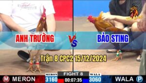 Trận 8 CPC2 15/12/2024 - Gà Khét Anh Bảo Sting Có Chân Phản Cực Hay