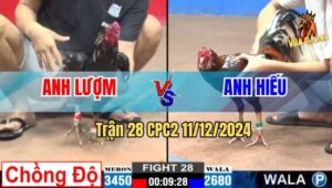 Trận 28 CPC2 11/12/2024 - Chuối Đen Bảo Sting Lên 3 Đâm Cựa Cực Gắt