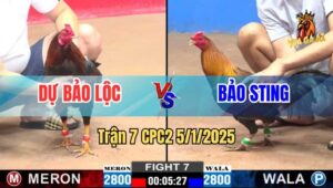 Trận 7 CPC2 5/1/2025 - Anh Dự Bảo Lộc Rớt Nài Với Anh Bảo Sting