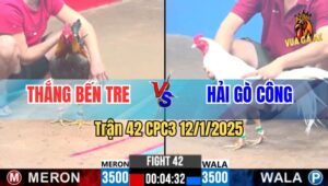 Trận 42 CPC3 12/1/2025 - Gà Xám Anh Hải Ra Đòn Hiểm Hủy Diệt Đối Thủ