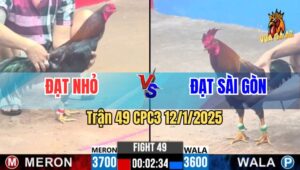 Trận 49 CPC3 12/1/2025 - Gà Phèn Anh Đạt Sài Gòn Đâm Cựa Quá Rát