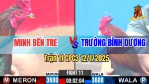 Trận 11 CPC3 12/1/2025 - Gà Minh Bến Tre Ra Đòn Hiểm Hủy Diệt Đối Thủ