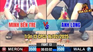 Trận 13 CPC3 16/2/2025 - Gà Má Minh Đá Mấy Chân Gà Anh Long Tốc Chạy