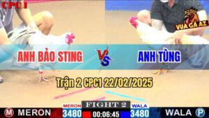 Trận 2 CPC1 22/2/2025 - Anh Bảo Sting Sửa Gà Phản 5 Lai Quá Đẳng Cấp