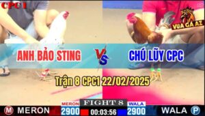 Trận 8 CPC1 22/2/2025 - Mẻ Bướm Hiệu Lùa Đá Bát 1 Vàng Xách Đuôi Ra