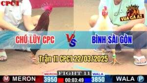 Trận 11 CPC1 22/3/2025 - Gà Úa Anh Bình Sài Gòn Đâm Cựa Như Chỉa