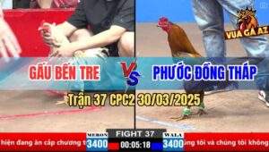 Trận 37 CPC2 30/3/2025 - Khét Chân Xanh Anh Phước Đá Gà Bướm Tai Biến