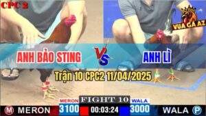 Trận 10 CPC2 11/4/2025 - Gà Điều Anh Bảo Sting Nuốt Ói Bẻ Giò Đối Thủ