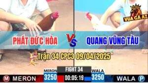 Trận 34 CPC3 9/4/2025 - Gà Bướm Anh Quang Đá Tằng 1 Điều Nằm Xòe Đuôi