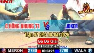 Trận 47 CPC1 10/4/2025 - Chị Hồng Nhung 71 Và Gà Joker