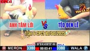 Trận 6 CPC1 10/4/2025 - Gà Bướm Anh Tám Lời Đá Bát 1 Gà Khét Gãy Giò