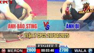 Trận 7 CPC2 27/4/2025 - Gà Chuối Anh Bảo Sting Đá Điều Đuôi Lao Xì Cơm