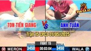 Trận 15 CPC3 31/5/2025 - Bướm Anh Ton Canh Chặn Điều Vô Không Nổi Chạy