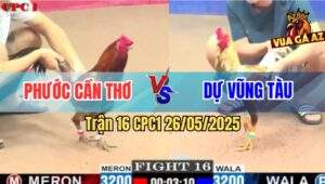 Trận 16 CPC1 26/5/2025 - Gà Anh Dự Đi Cò Cò Hạ Sát Gà Vàng Anh Phước