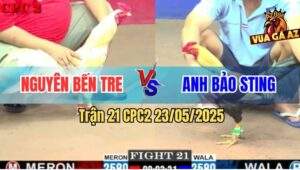Trận 21 CPC2 23/5/2025 - Chuối Cọp Anh Bảo Sting Đâm Cựa Bao Dính