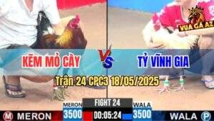 Trận 24 CPC3 18/5/2025 - Gà Anh Kẽm Mỏ Cày Hạ Gà Anh Tỷ Chỉ 1 Tay Nước