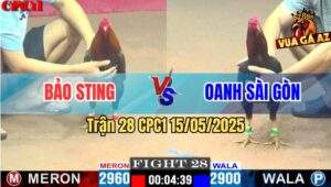 Trận 28 CPC1 15/5/2025 – Anh Bảo Sting Vs Anh Oanh Sài Gòn