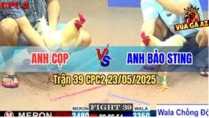 Trận 39 CPC2 23/5/2025 - Gà Úa Anh Bảo Sting Lên 2 Bị Đá Gãy Cổ