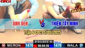 Trận 6 CPC1 5/5/2025 - Bướm Anh Đen Gà Tre Đá Bo Như Xe Đụng