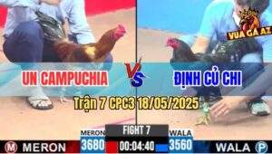 Trận 7 CPC3 18/5/2025 - Gà Que Anh Định Củ Chi Đâm Gà Vàng Ói Tím Đầu