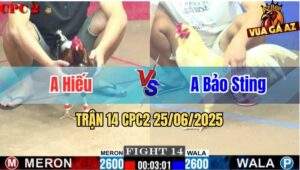 Trận 14 CPC2 25/06/2025 - Gà Úa Cọp Bảo Sting Nạp Siết 3 Chân Lụm Lúa