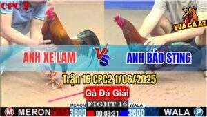 Trận 16 CPC2 1/6/2025 - Chúc Mừng Anh Bảo Sting Được 3 Điểm Đầu Tiên