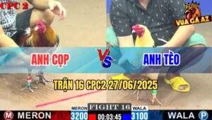 Trận 16 CPC2 27/06/2025 - Gà Úa Anh Tèo Đâm Gà Xám Không Kịp Gỡ Cựa