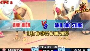 Trận 16 CPC2 6/6/2025 - Gà Cú Đá Gà Khét Phá Hình Bảo Sting Như Con