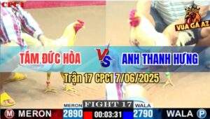 Trận 17 CPC1 7/6/2025 - Bướm Anh Thanh Hưng Đâm Cựa Như Sam Sít
