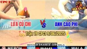 Trận 19 CPC1 9/6/2025 - Bướm Anh Cao Phi Đá Khét Ngơ Như Người Mất Hồn
